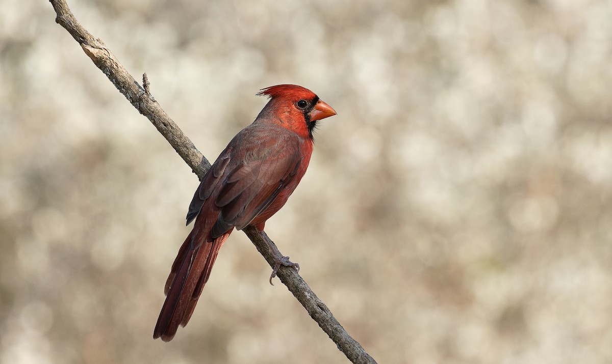 Cardinal rouge - ML247332871