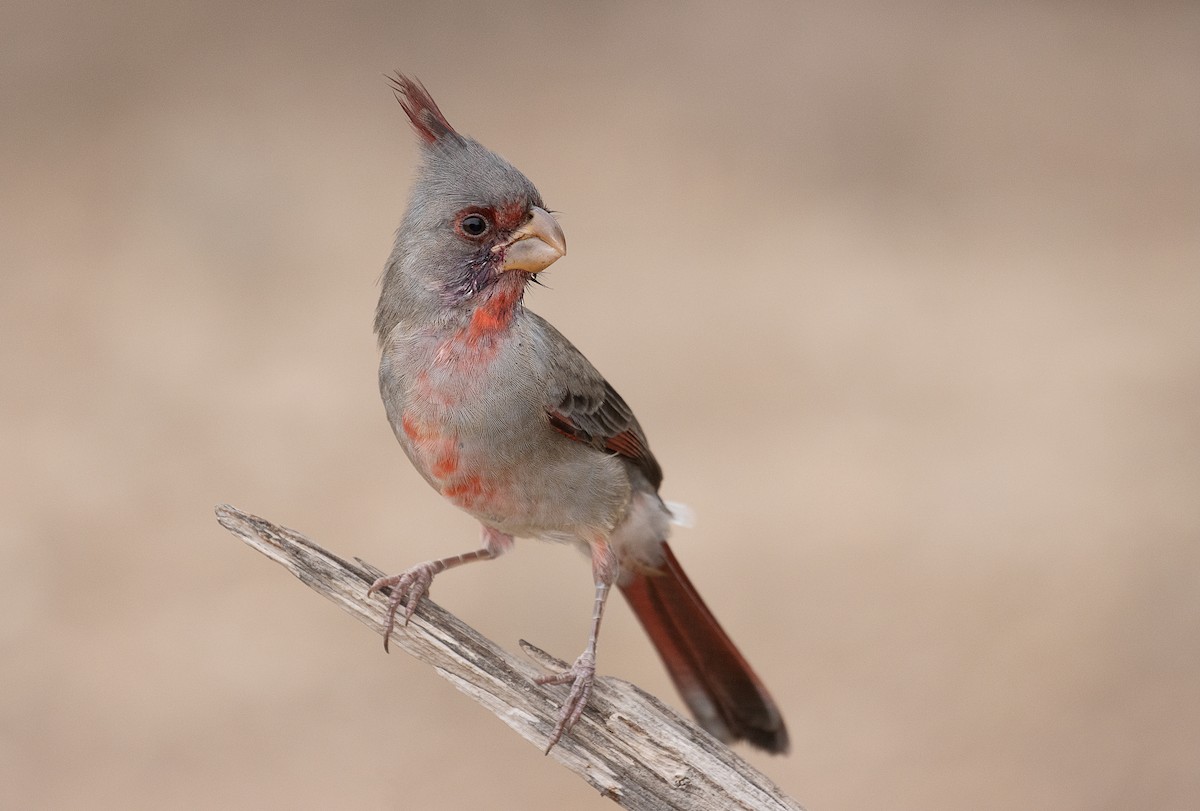 Pyrrhuloxia - ML247332931