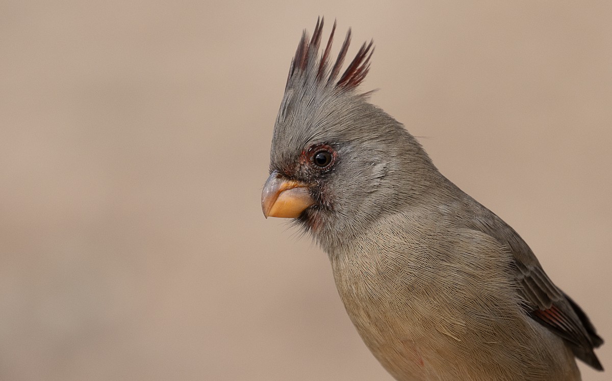 Pyrrhuloxia - ML247332941