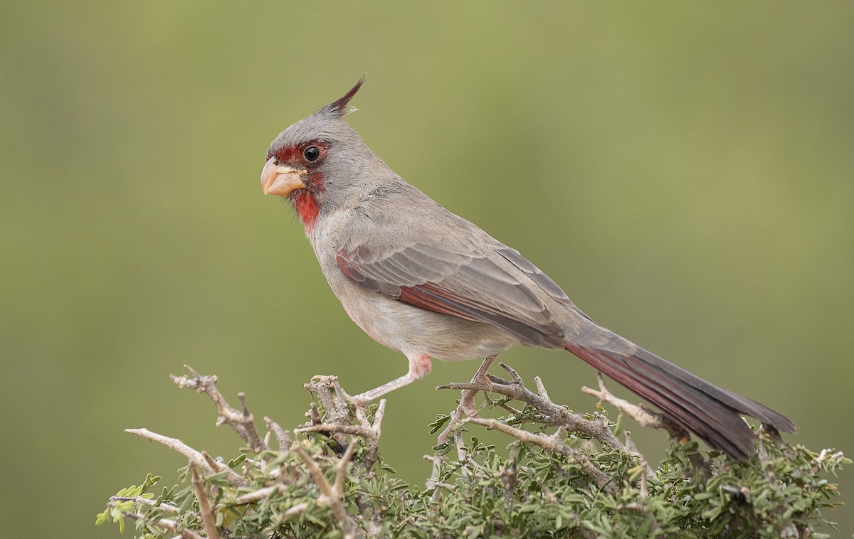 Pyrrhuloxia - ML247332981