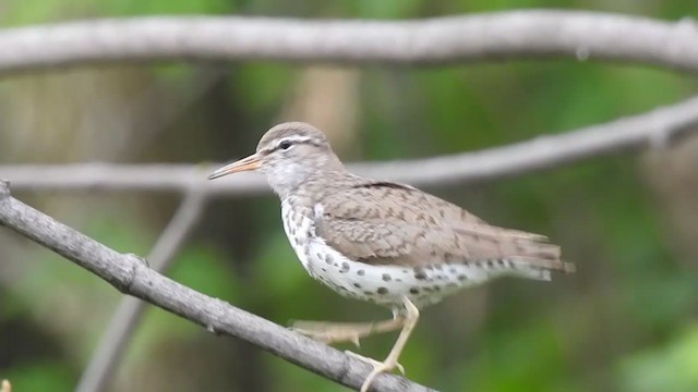 Spotted Sandpiper - ML247333061