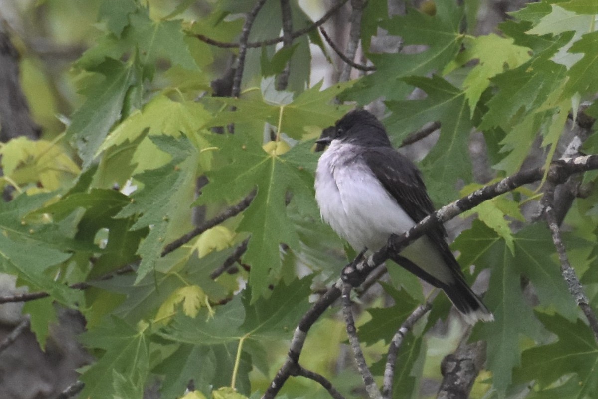 Eastern Kingbird - ML247333301