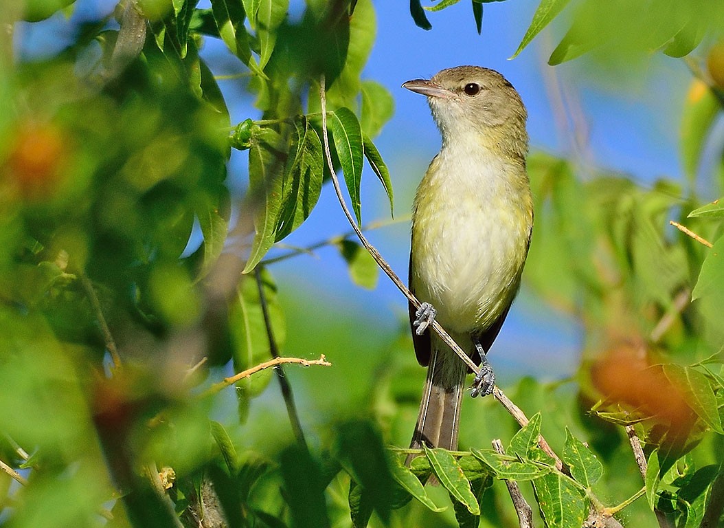 Bell's Vireo - ML247335781