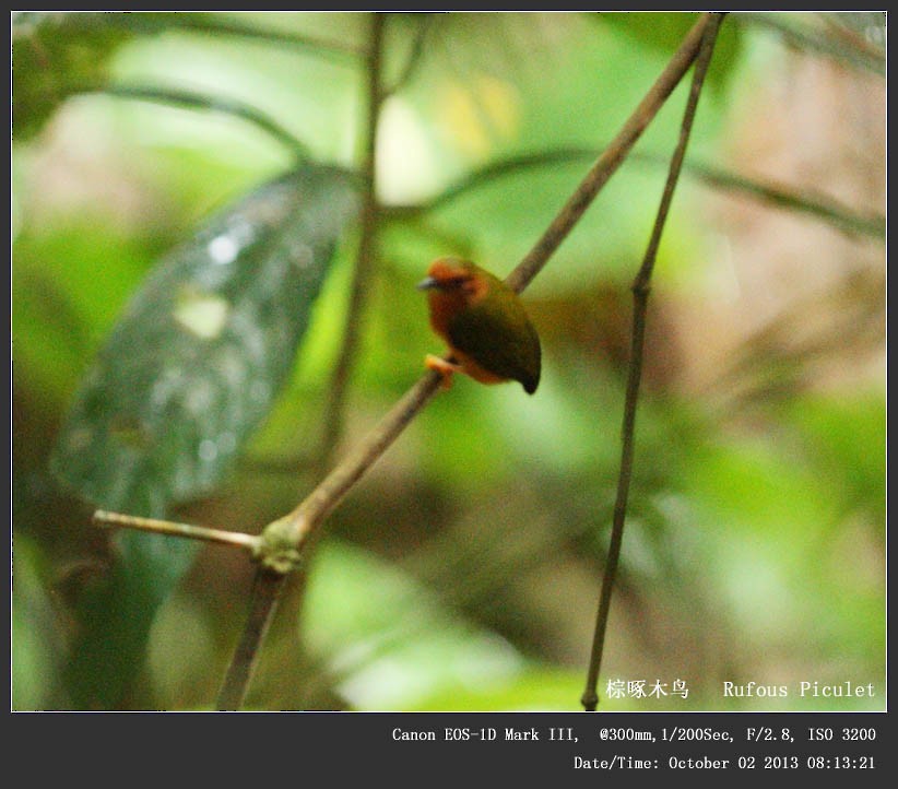 Rufous Piculet - ML247335911