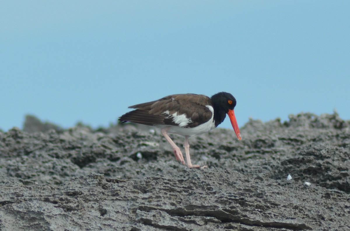 American Oystercatcher - ML247336131