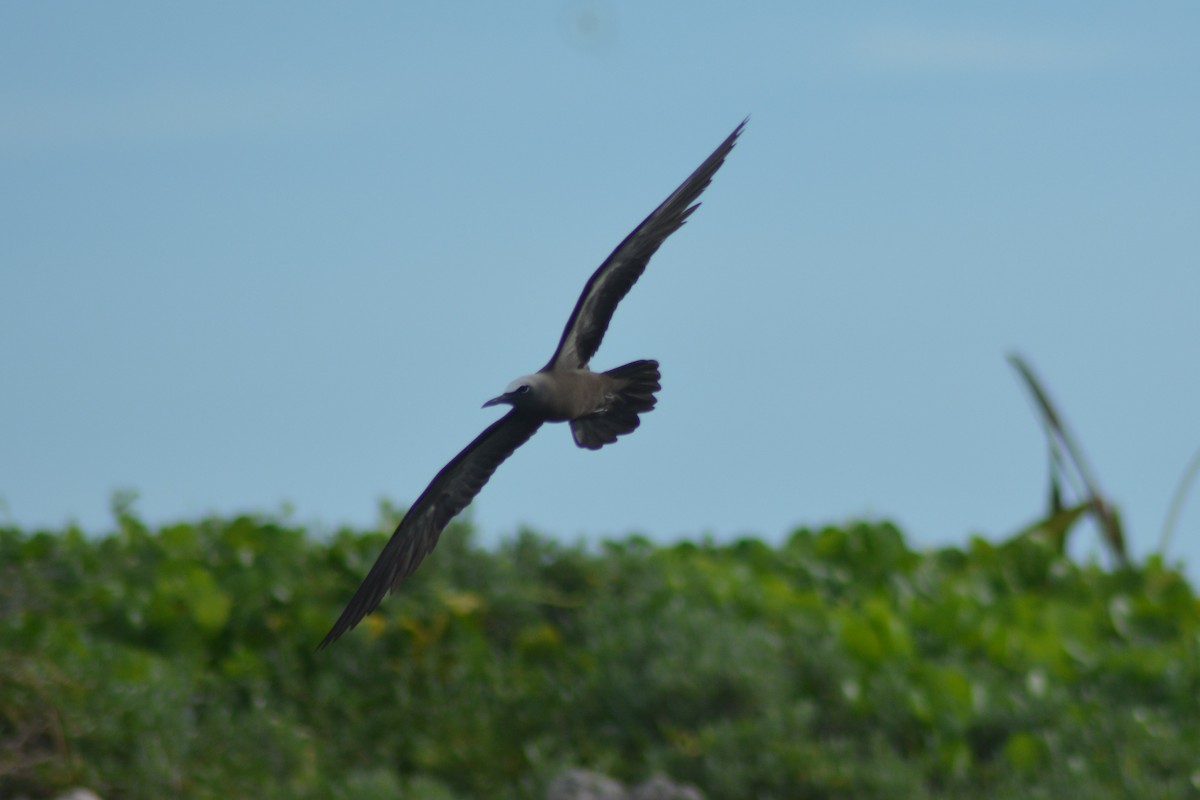 Brown Noddy - ML247336221