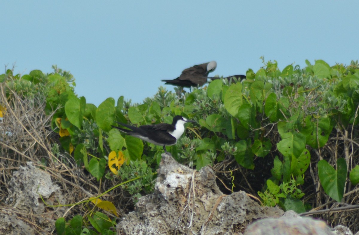 Sooty Tern - ML247336281