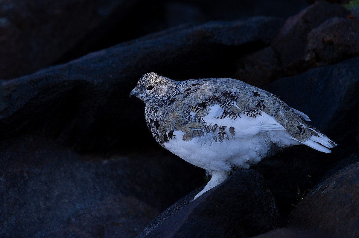 White-tailed Ptarmigan - mark daly