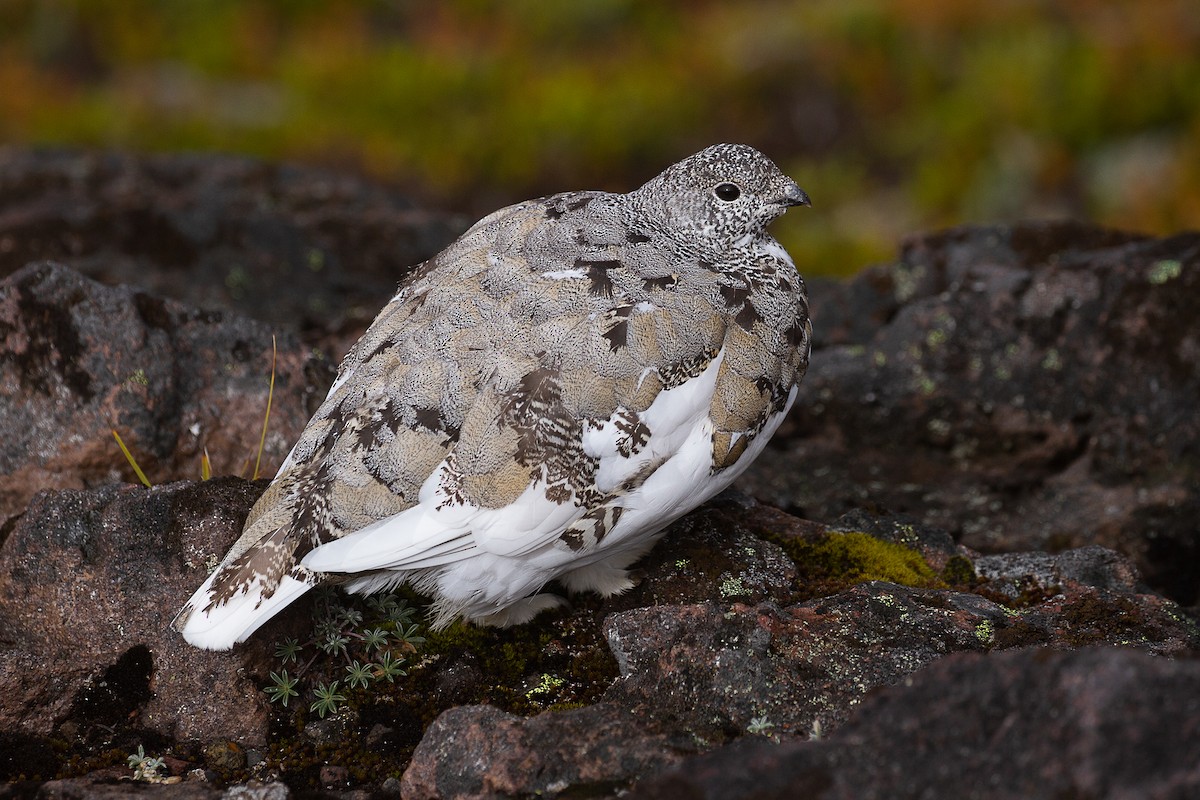 White-tailed Ptarmigan - mark daly