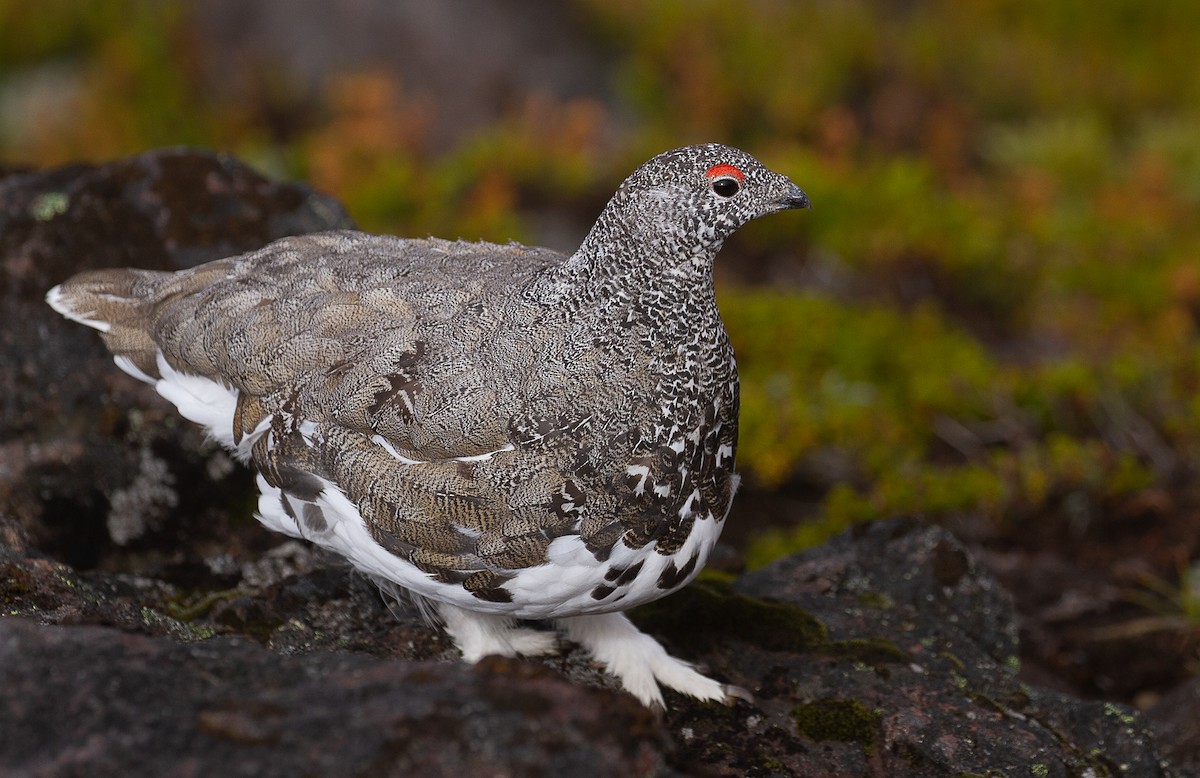 White-tailed Ptarmigan - mark daly