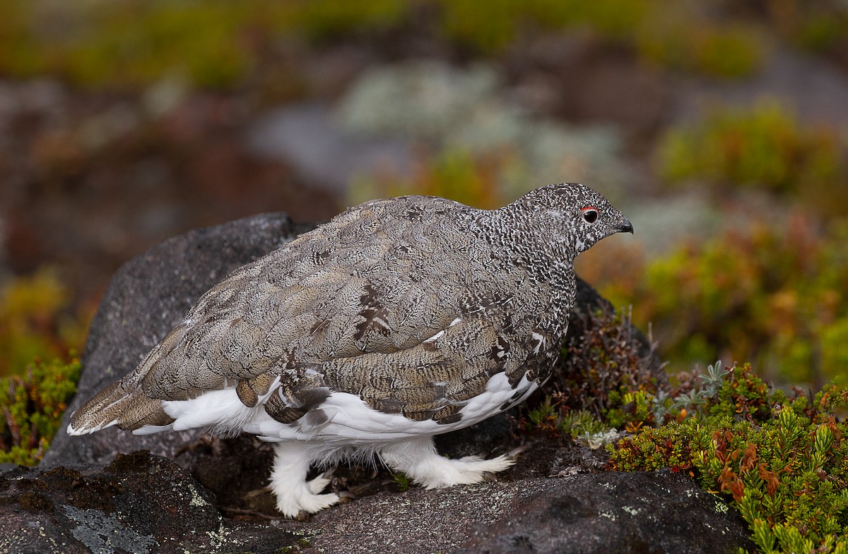 White-tailed Ptarmigan - mark daly