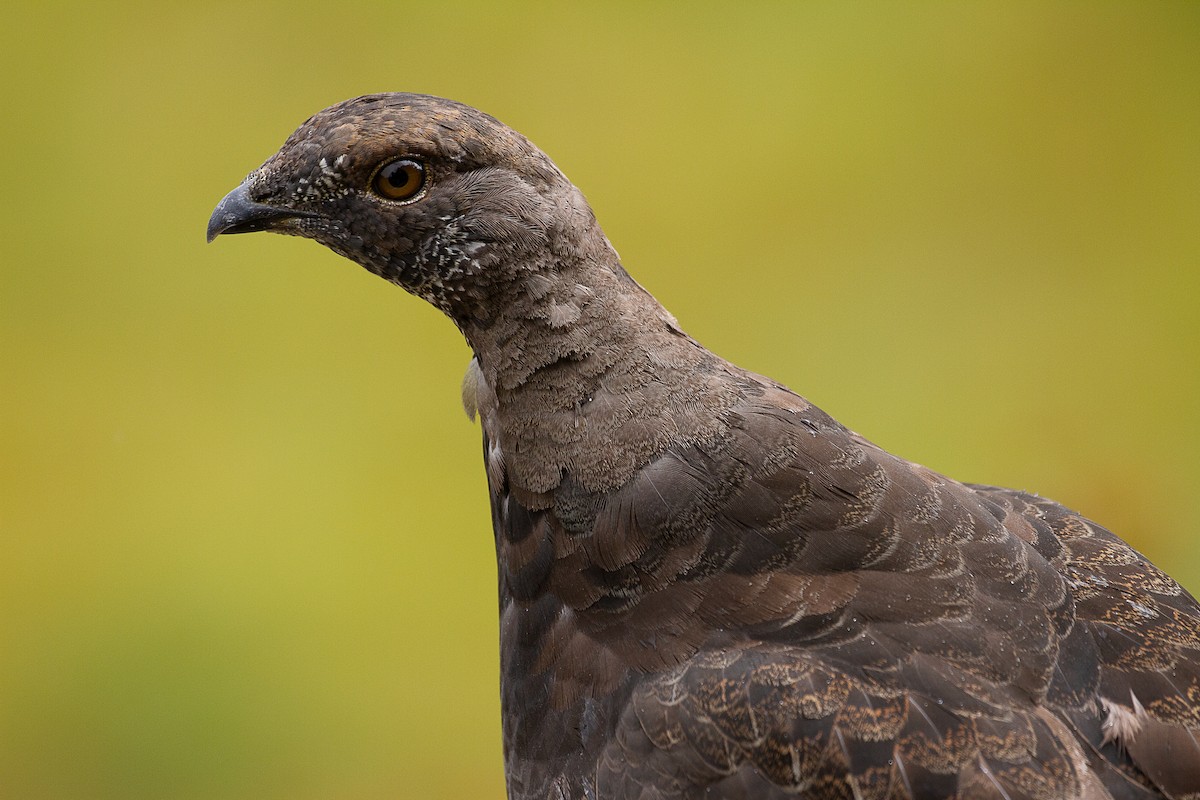 Sooty Grouse - mark daly