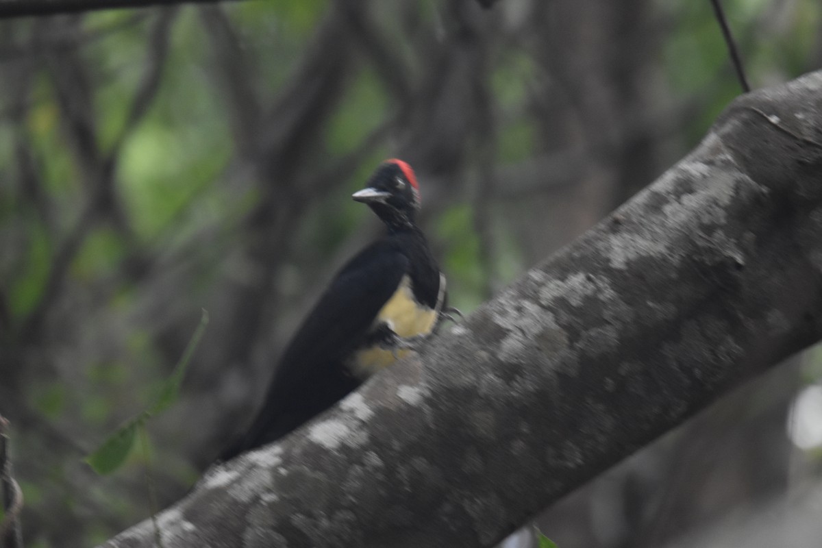 White-bellied Woodpecker - Miles Tomlinson