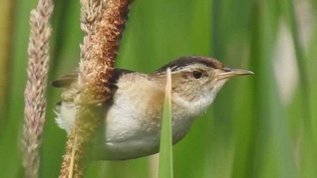 Marsh Wren - ML247337601