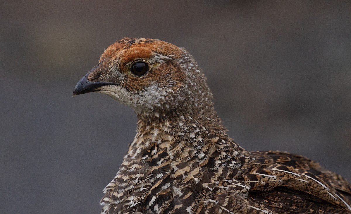 Sooty Grouse - mark daly