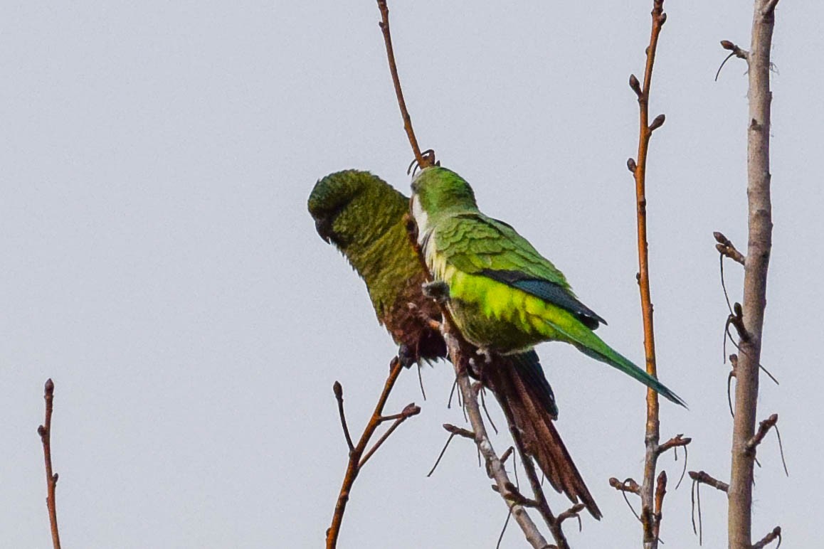 Austral Parakeet - ML247338081