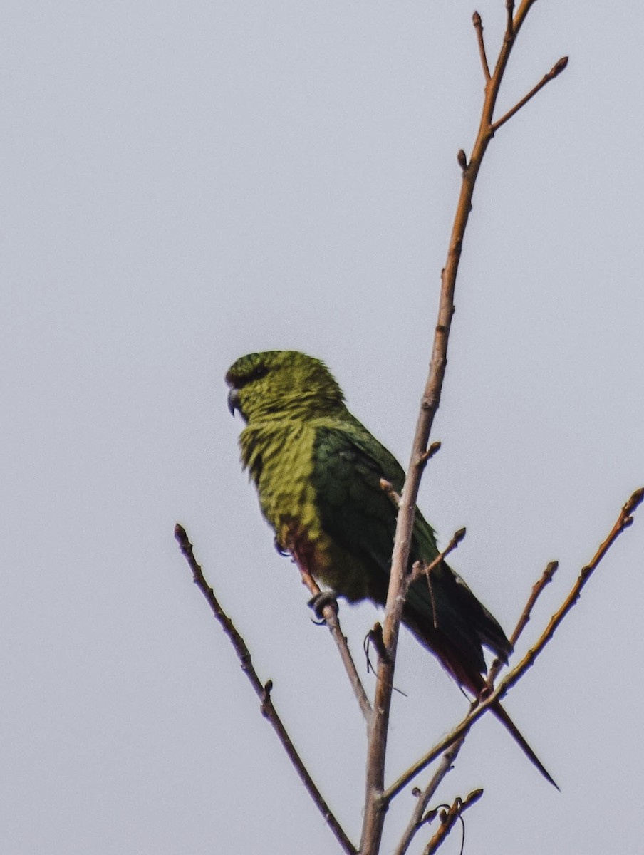 Austral Parakeet - ML247338091