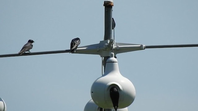 Purple Martin - ML247338691