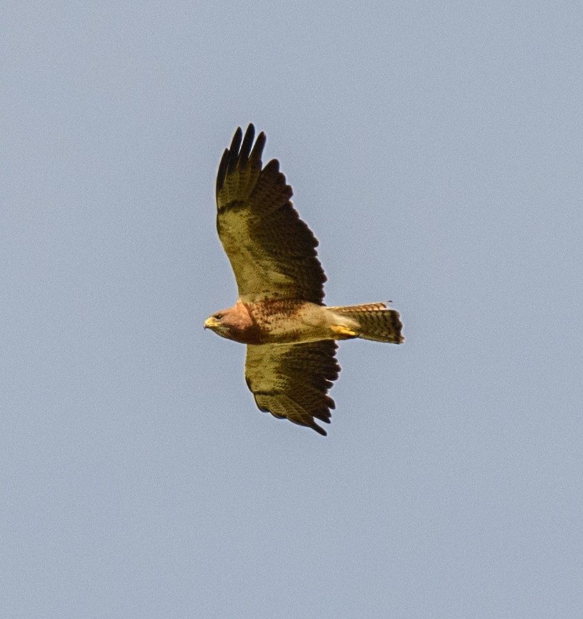 Swainson's Hawk - ML247338781