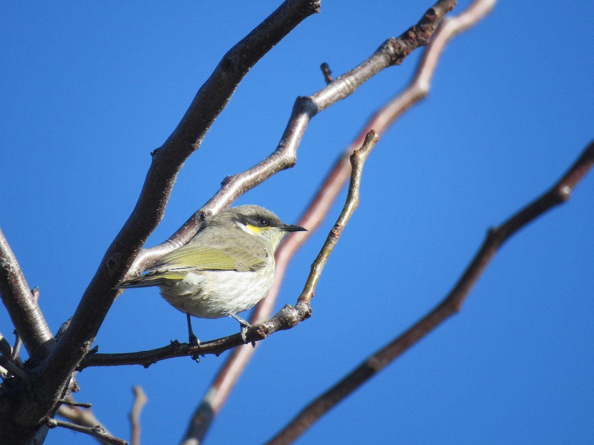 Singing Honeyeater - ML247339051