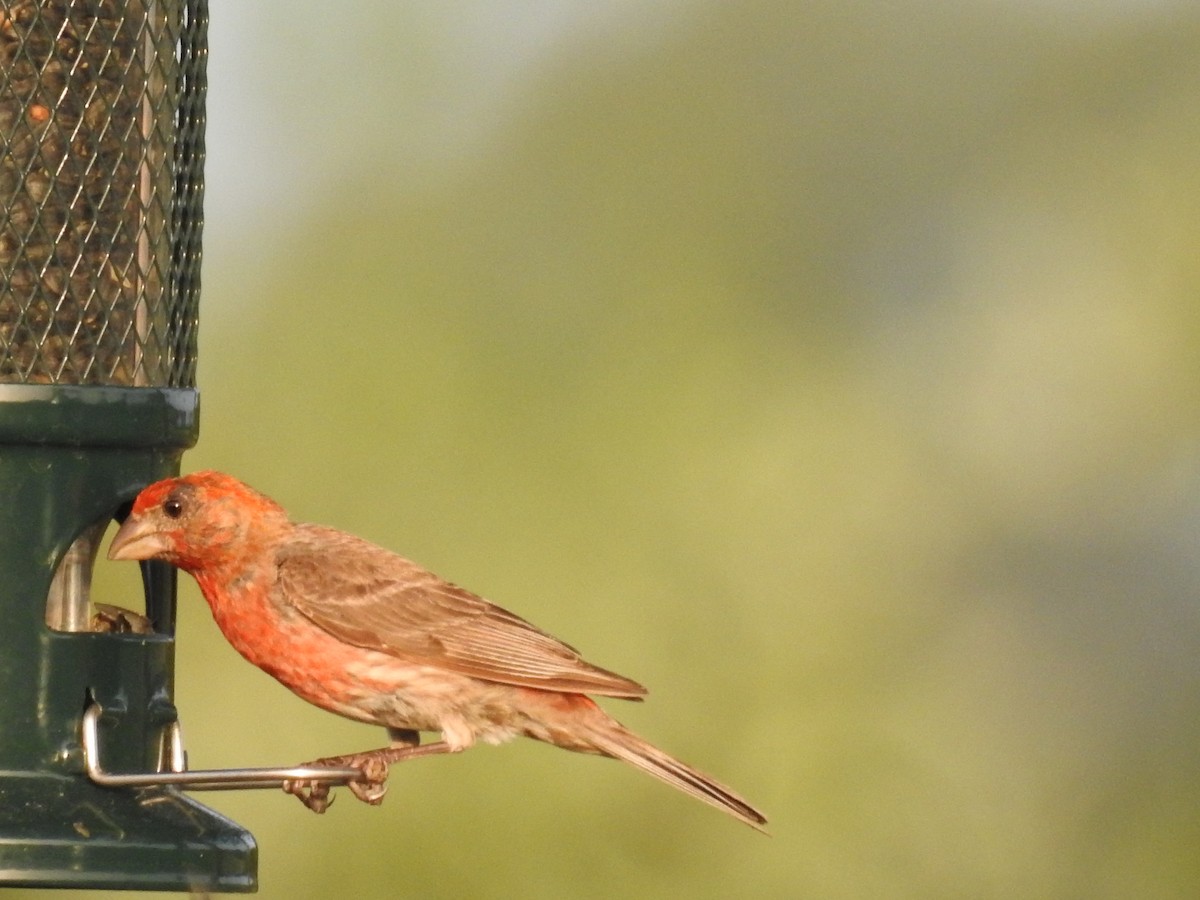 House Finch - ML247339641