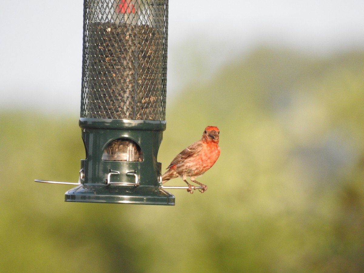 House Finch - John Landa