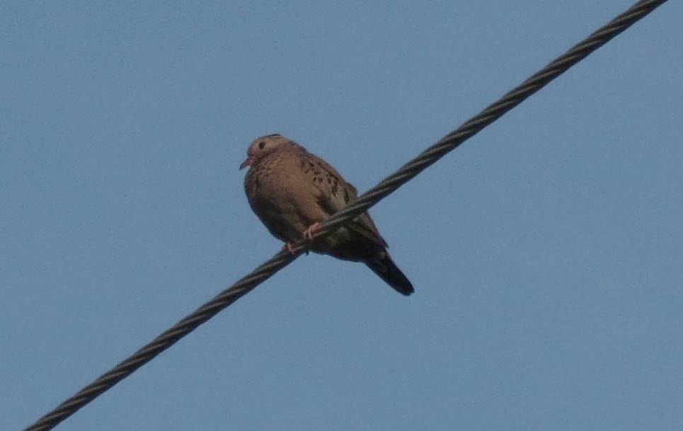 Common Ground Dove - ML247340921