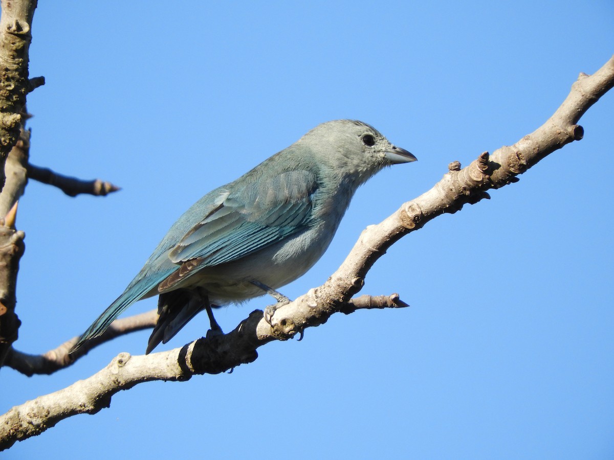 Sayaca Tanager - ML247341521