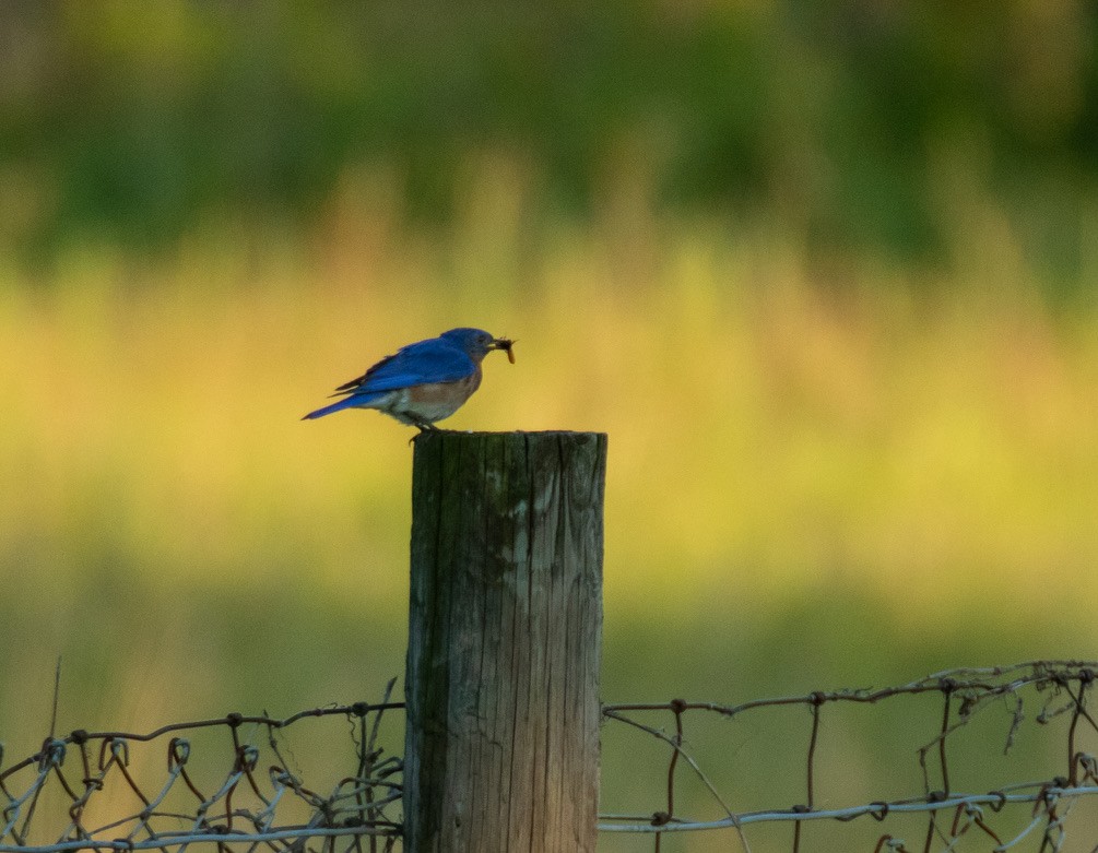 Eastern Bluebird - ML247342951