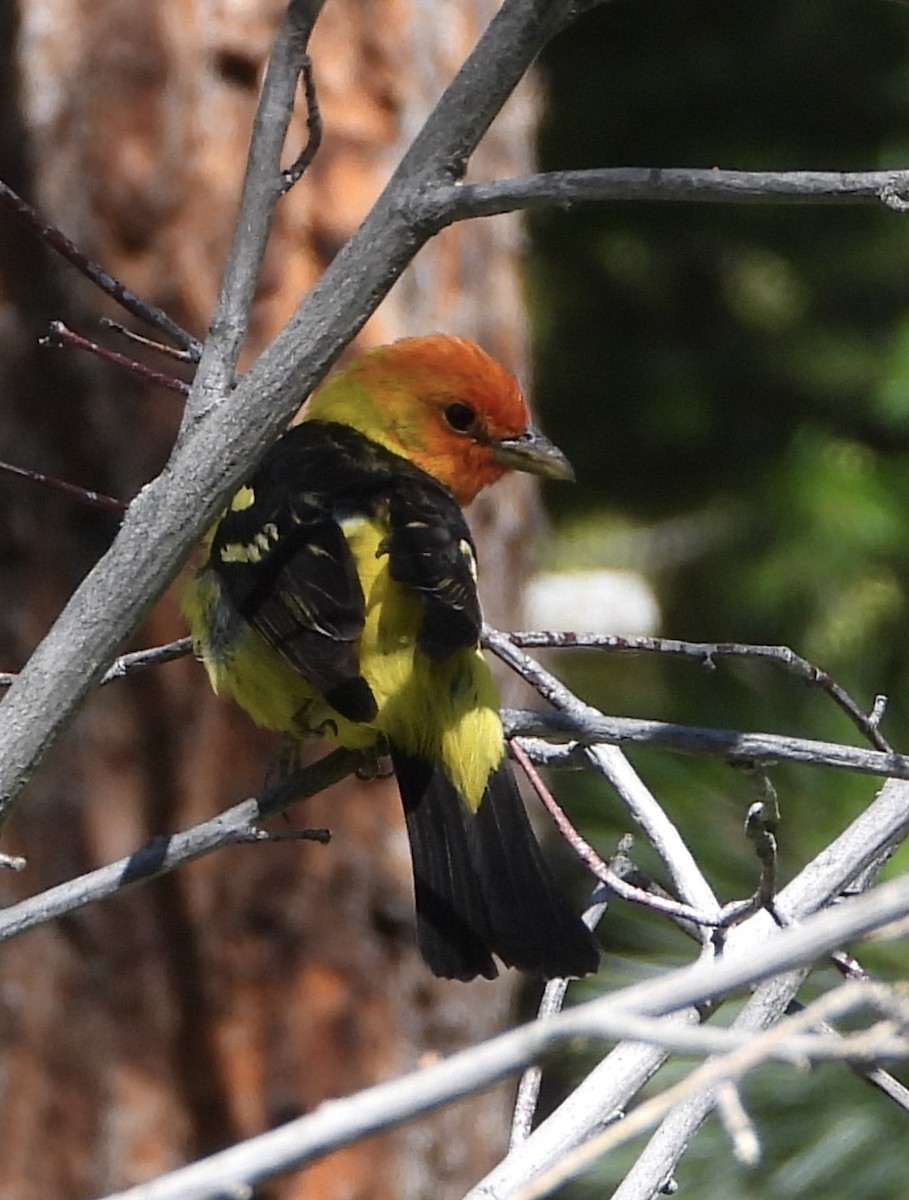 Western Tanager - ML247343251
