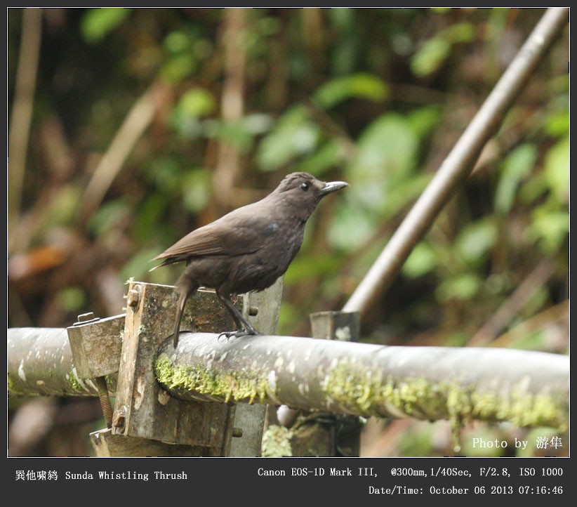 Борнейская синяя птица - ML247343421