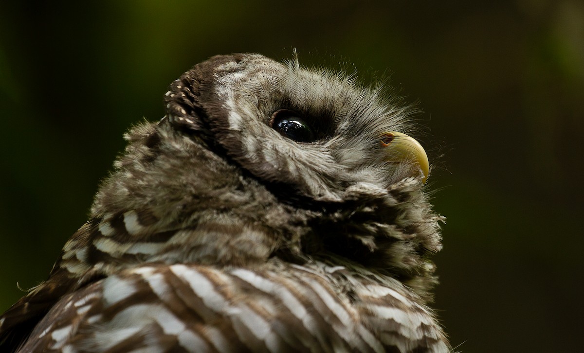 Barred Owl - ML247343641