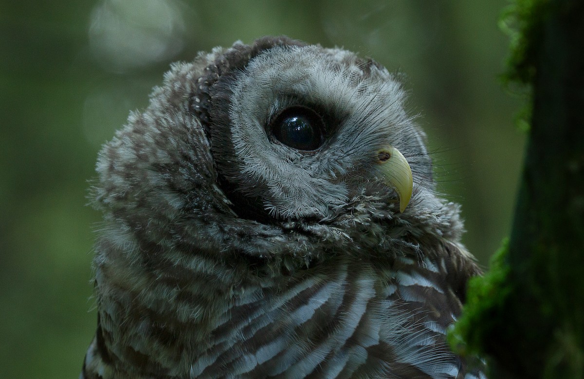 Barred Owl - mark daly