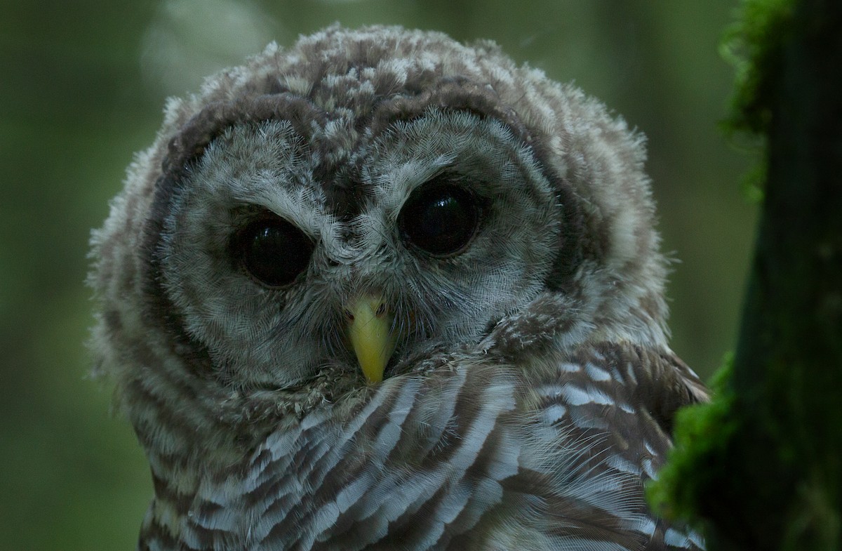 Barred Owl - ML247343781