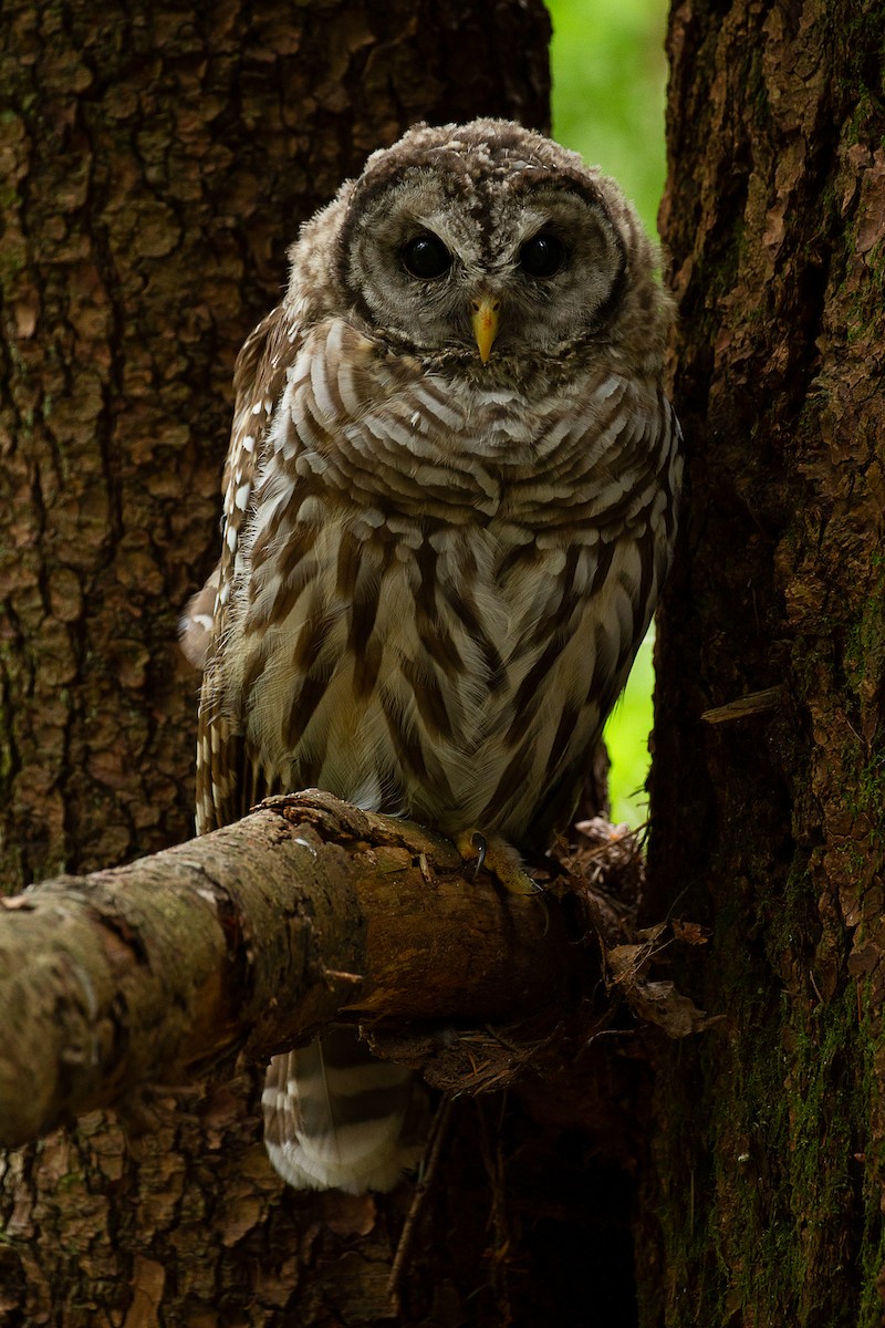 Barred Owl - mark daly
