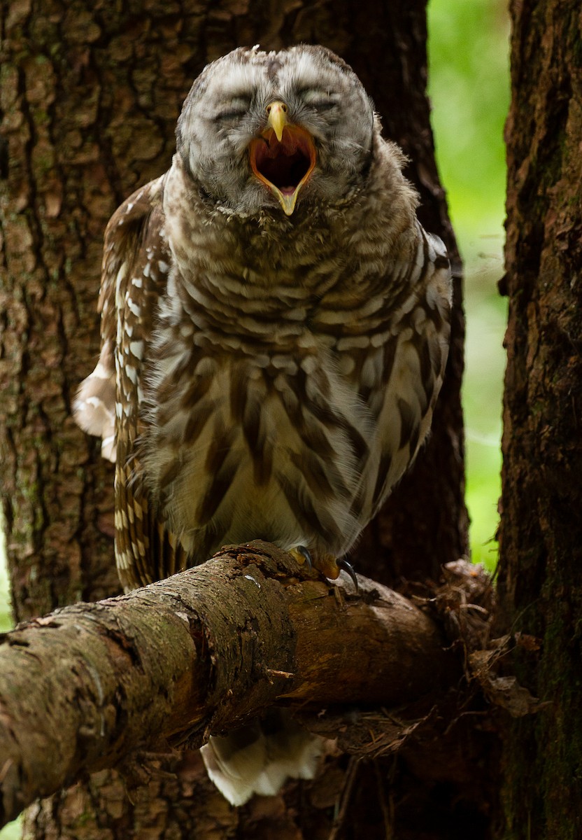 Barred Owl - ML247343851