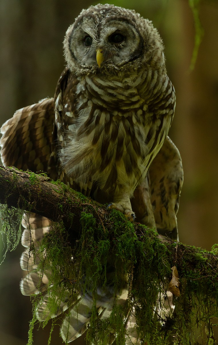 Barred Owl - ML247343861