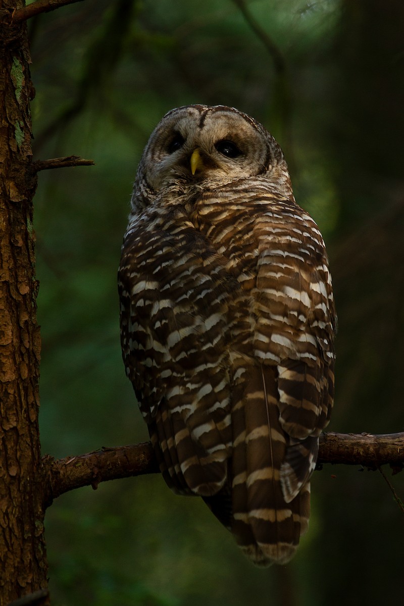 Barred Owl - ML247343871