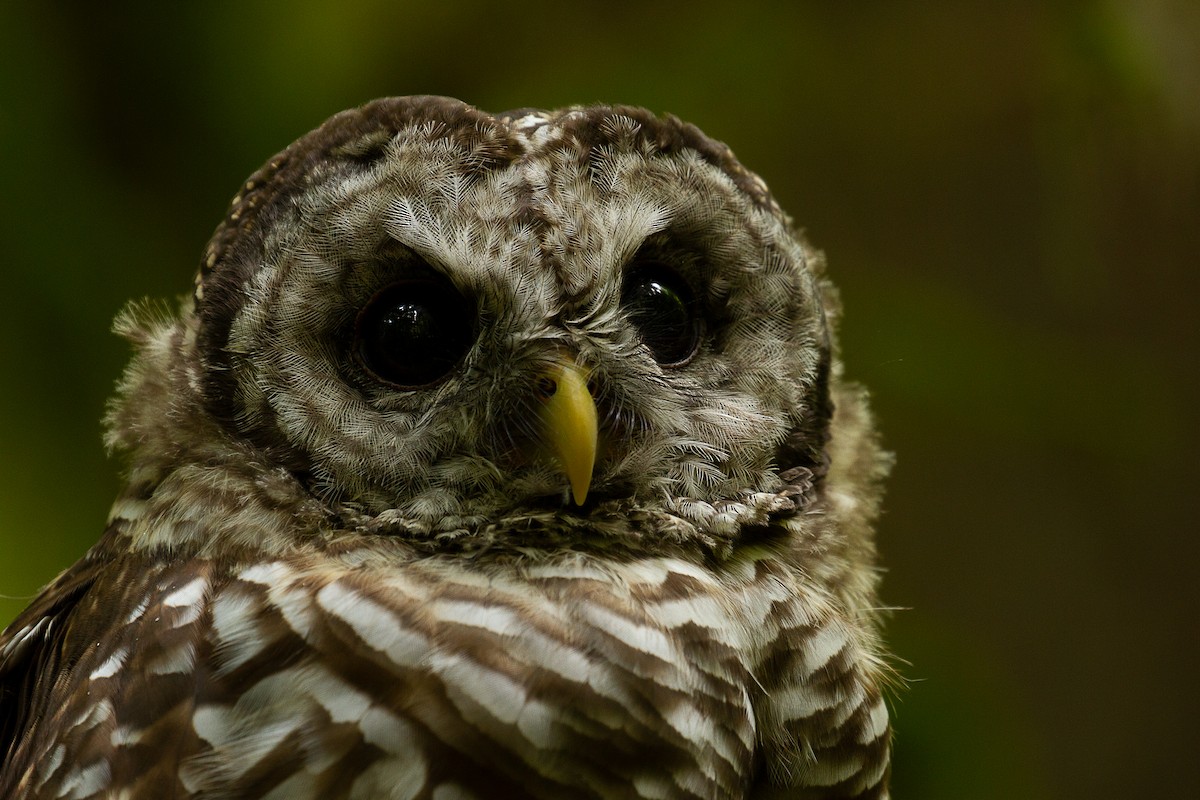 Barred Owl - ML247343881