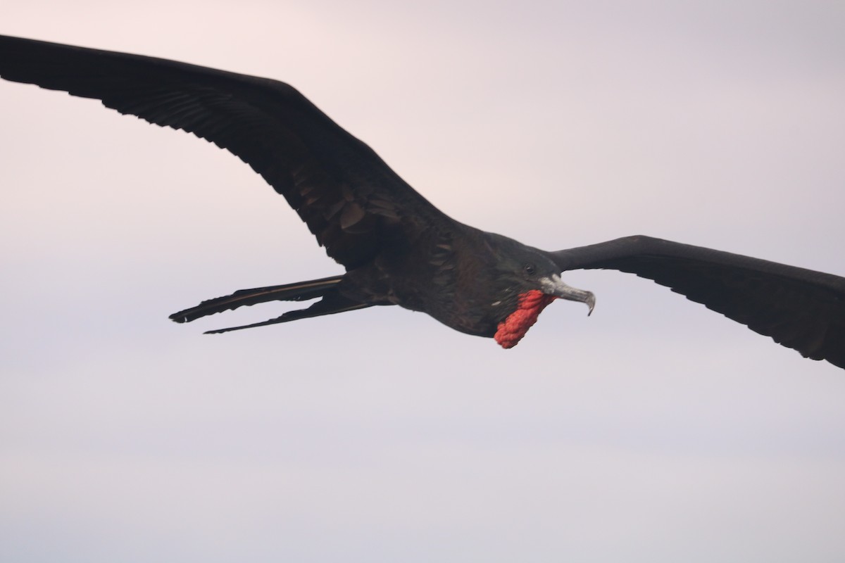 Magnificent Frigatebird - ML247344021