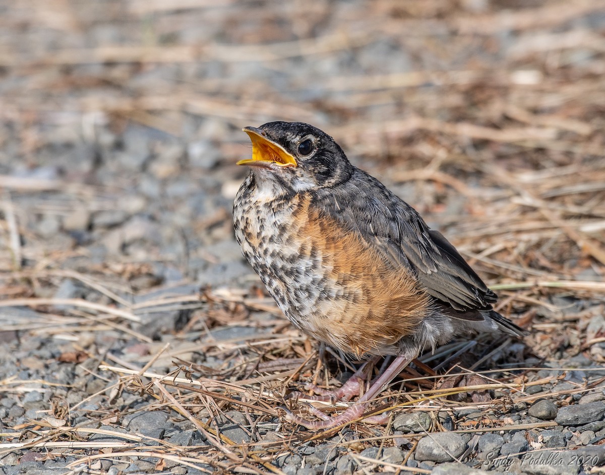 American Robin - ML247344551