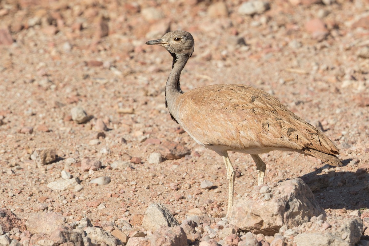 Rüppell's Bustard - ML247344641