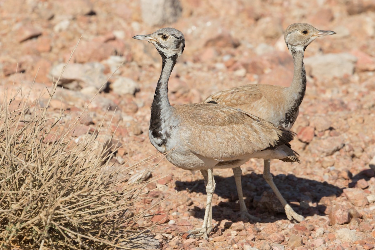 Rüppell's Bustard - ML247344721