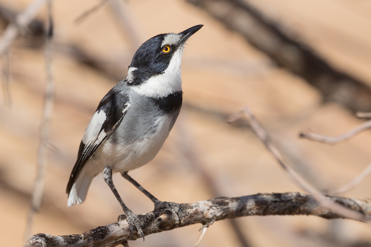 White-tailed Shrike - Michel Gutierrez