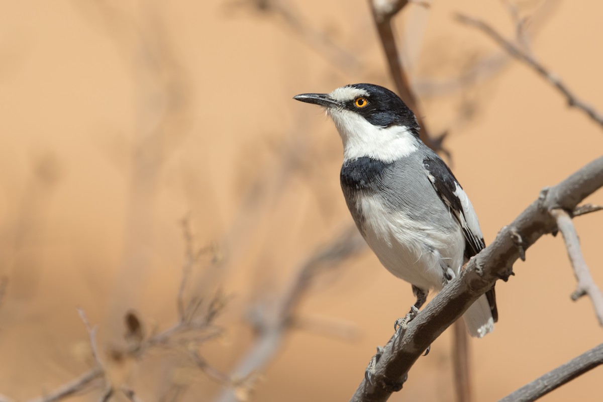 White-tailed Shrike - Michel Gutierrez