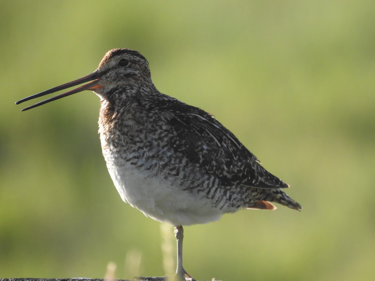 Wilson's Snipe - Timothy Leque