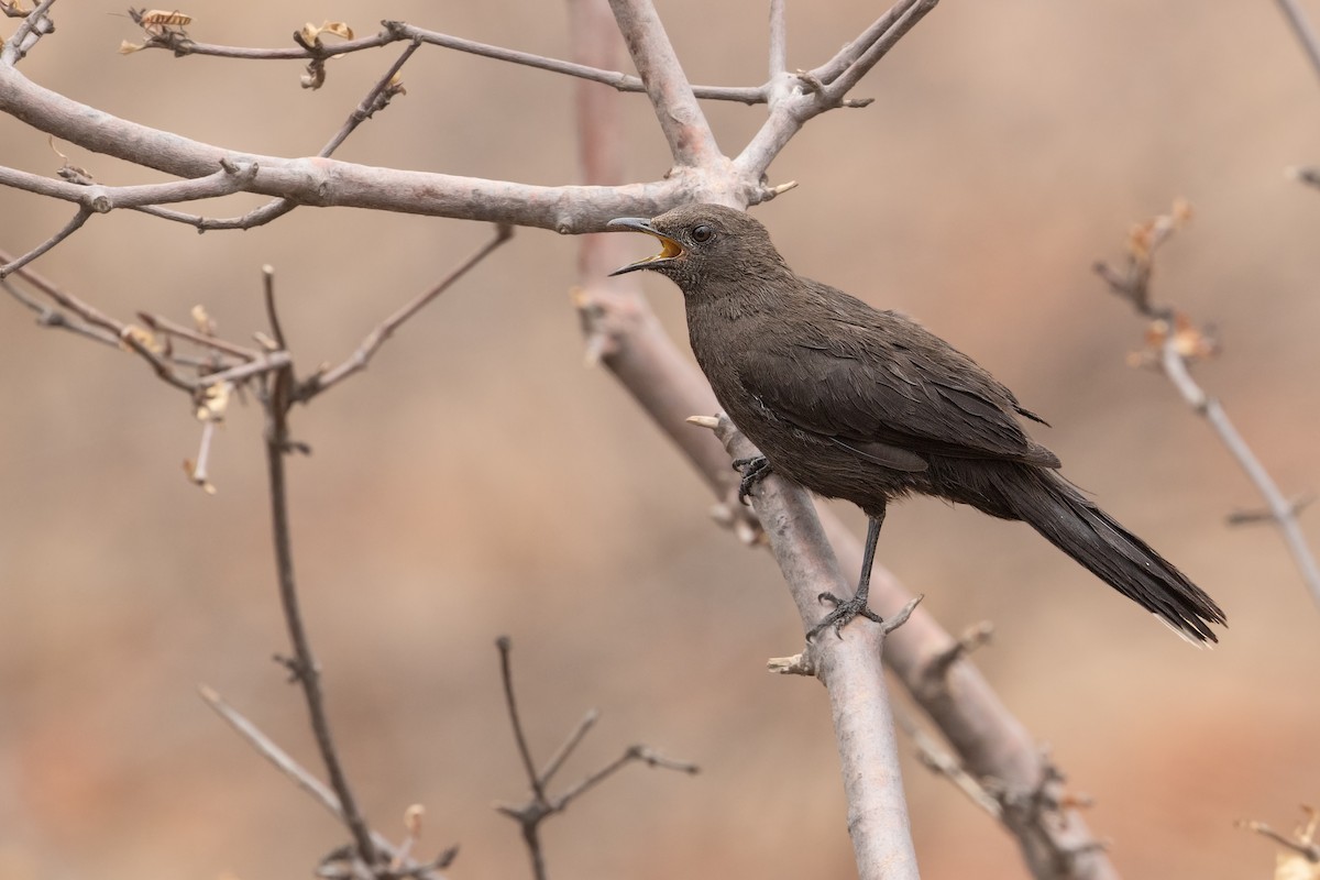Boulder Chat - Michel Gutierrez