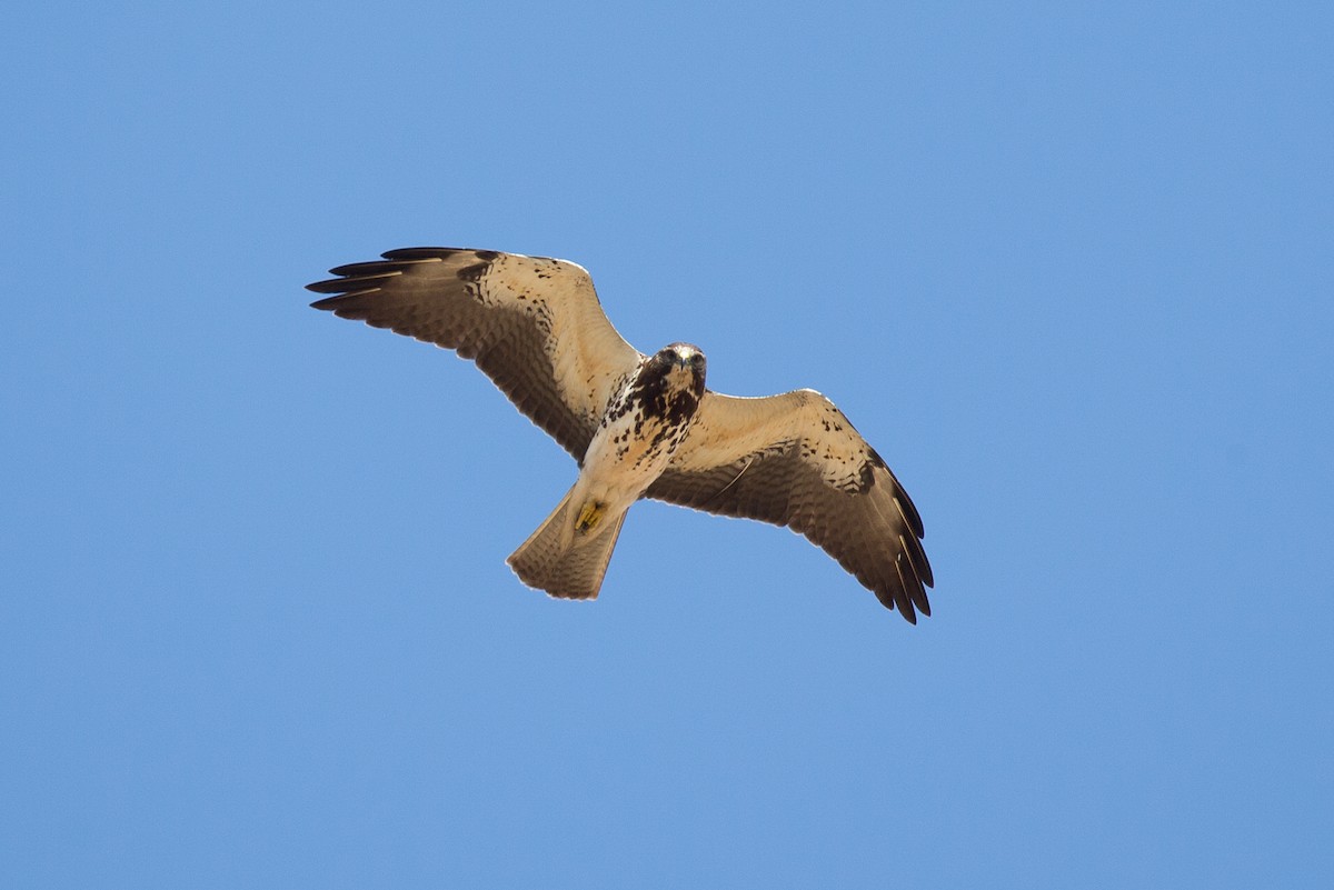 Swainson's Hawk - ML24734741