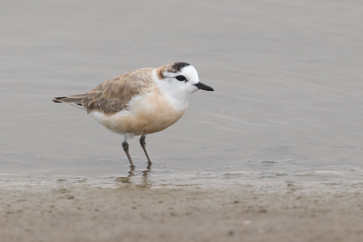 White-fronted Plover - ML247348001