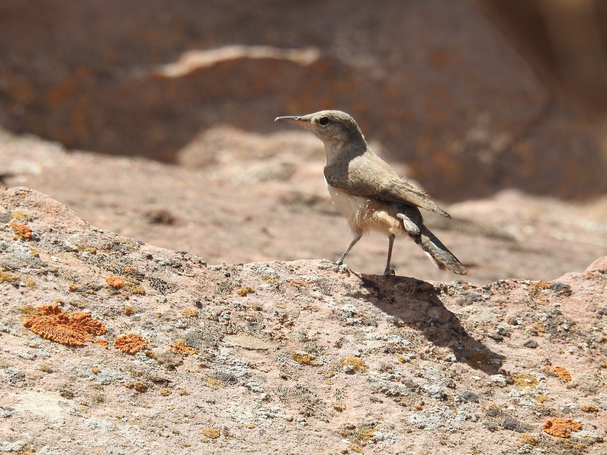 Rock Wren - ML247348151